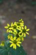 Yellow Daisies