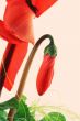 abstract red flower