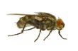 fly on white - REAL MACRO