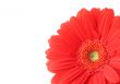 gerbera corner