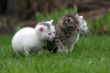 Three little kittens in a row