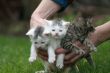 Hand full of cats