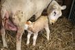 Lamb just born