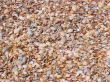 sea of colorful shells