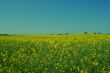 sea of rape