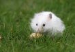 Hamster found a peanut