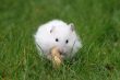 Snacking on a peanut