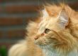 Red cat paying attention