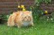 Big red cat sitting outdoors