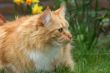 Beautiful red cat