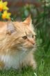 Longhaired cat