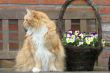 Cat and flowerbasket