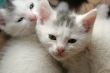 Baby cats