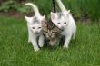 Staying close together