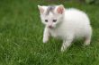Tiny cat a little bit scared