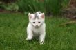 Little white kitten