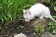 Tiny white kitten looking around