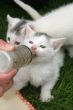 Small kitten being fed by bottle