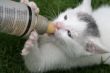 Kitten being fed with bottle