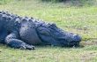 Alligator 5