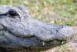 Alligator 6