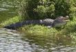 Alligator Sunning