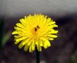 Bee in Daisy