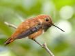 Bird on Twig