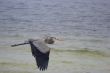 Blue Heron