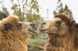Camel Laughing