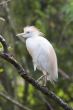 Cattle Egret