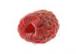 single raspberry  on white