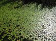 Lily pads and shadows of bulrushes