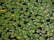 Lily pads with yellow flowers
