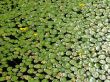 Lily pads and yellow flowers