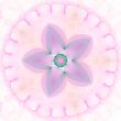 Star Flower against White