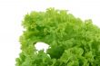 crispy lettuce on white