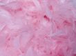pink feathers