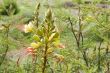 bird of paradise bush