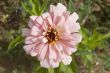desert zinnia