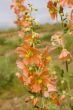 hollyhock