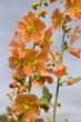 hollyhock
