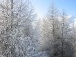 Winter forest