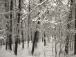 Winter forest