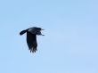 Flying crow