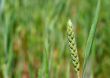 Wheat