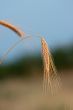 Wheat closeup