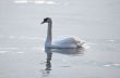 Swimming Swan