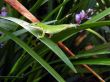 Anole on leaves