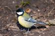 Titmouse